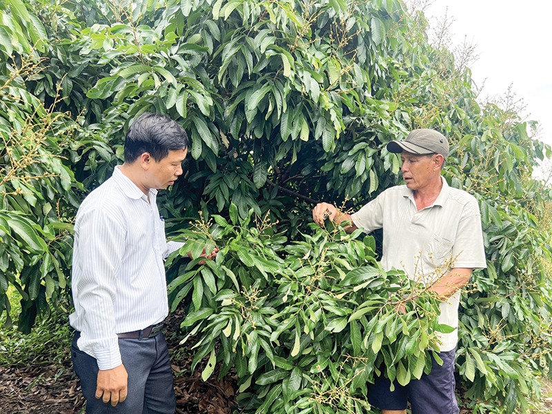 Vườn trồng 3 thứ cây này, cây nào cũng 